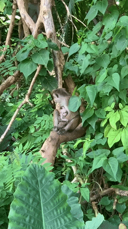 Surf and wildlife along Sri Lanka's southern coast