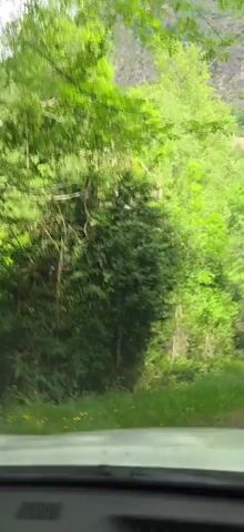 The video captures a first-person view from inside a moving vehicle, likely a car, traveling slowly along a dirt or gravel path. The dashboard is visible at the bottom of the frame. The scene is dominated by lush, vibrant green foliage and trees that line both sides of the path, creating a tunnel-like effect in some parts.

In the mid-ground, a blue square sign with a white capital "P" (indicating parking) is visible on the left, nestled among the trees. Beyond the immediate tree line, a river with visible white rapids can be seen flowing through the natural landscape. Further in the background, a rocky, steep mountain face rises, partially covered in greenery, suggesting a mountainous or valley region. On the right side of the path, some yellow and white objects, possibly flags or ribbons, are hanging from trees.

The activity taking place is a slow drive through a natural, wooded area towards a river. The bright, natural light indicates it is daytime, and the weather appears clear and sunny, enhancing the vivid green colors of the vegetation. The overall atmosphere is one of serene nature. The location context is Sahún, Spain.