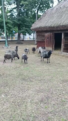The video displays a flock of sheep with dark wool, some with white patches, gathered in a grassy outdoor area in front of a rustic wooden structure with a thatched roof. The building appears to be a barn or shed, featuring large wooden doors. In the background, trees and a hint of a fence are visible. Some sheep are standing, while others are grazing or walking. The camera's orientation is vertical, affecting the perspective.