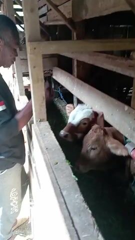 The video shows a man in a black shirt and grey pants standing next to a wooden enclosure filled with cattle. The cattle are eating from a trough filled with green grass. The man is looking down at the cattle and appears to be supervising them. The enclosure is made of wood and appears to be in a barn or stable. The lighting is dim, suggesting it is either early morning or late evening. The video is taken from a slightly elevated angle, looking down into the enclosure.