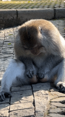 Morning at Ubud's Monkey Forest, macaques and tourists up close
