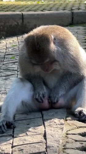Morning at Ubud's Monkey Forest, macaques and tourists up close