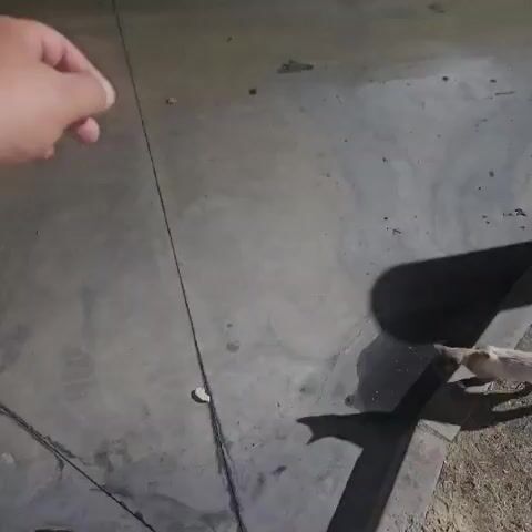 The video opens with a close-up view of a person's hand holding a thin black string, with a light-colored floor in the background. The string extends down towards the floor, where it appears to be attached to a small object. As the video progresses, the camera shifts focus to reveal a tan and white cat on the floor. The cat is sniffing and interacting with something on the ground near the string. The lighting suggests it is nighttime or a dimly lit indoor environment. The cat's shadow is visible on the floor, cast by an unseen light source. The cat continues to investigate the object on the ground for the duration of the video.