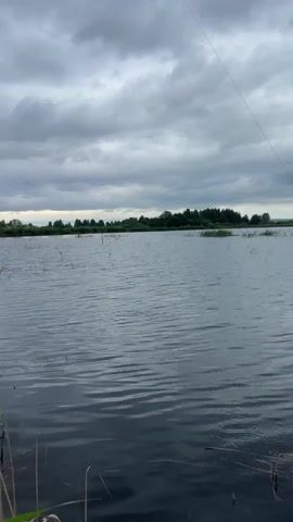 A white bird takes flight from a lake or pond. The bird is seen in mid-air, with its wings outstretched. The water is calm, with some reeds and branches visible. The sky is cloudy and overcast. The scene is filmed from the perspective of someone holding a fishing rod.