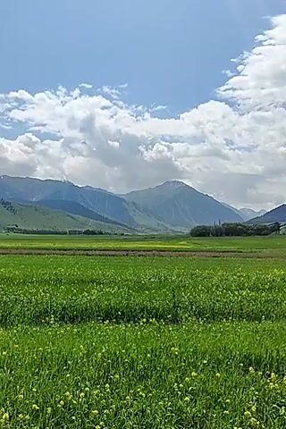 The video captures a serene landscape under a bright blue sky dotted with fluffy white clouds. A vast, lush green field, speckled with small yellow flowers, dominates the foreground. In the mid-ground, a line of trees forms a verdant boundary, behind which are some buildings, possibly a small village or farmstead. Beyond the trees, rolling hills transition into majestic, rugged mountains that stretch across the horizon. The overall impression is one of natural beauty and tranquility.