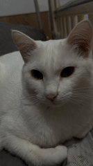 Baby plays with cat in decorated room, Yakutsk