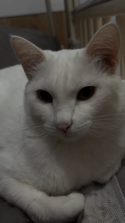 Baby plays with cat in decorated room, Yakutsk