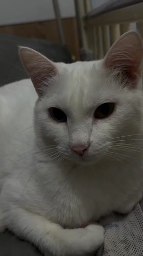 Baby plays with cat in decorated room, Yakutsk