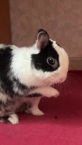 A small, fluffy rabbit with black and white patchy fur is the central subject of the video. The rabbit has a white face with black markings around its eyes and on its ears, and a black-and-white patterned body. Its eyes are dark and round, and its nose twitches frequently throughout the clip.

The rabbit is sitting on a vibrant red surface, which appears to be a carpet or rug. In the background, a light-colored wall with a subtle, textured pattern is visible. The lighting is soft and even, suggesting an indoor setting.

Initially, the rabbit is still, looking towards the right side of the frame. Around the 0:03 mark, it briefly lifts its right front paw, holding it up for a moment before placing it back down. A few small, dark pellets, possibly droppings, are visible on the red surface near the rabbit's front paws. The rabbit appears calm and observant, frequently twitching its nose as it looks around. There is no visible text in the video.