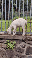 Street food, vendors, and a goat near Ellora's monument strip
