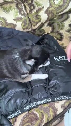 A small, black and white puppy lies on a black Emporio Armani jacket on a couch with a brown, green, and gold pattern. A woman's hand with manicured pink nails is gently touching and interacting with the puppy. The puppy seems to be playfully nipping or licking the woman's finger. The setting appears to be indoors, possibly a living room.