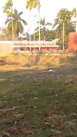 The video opens with a low-angle shot of a grassy field with fallen leaves scattered on the ground. In the background, a building with a red roof and white railings is visible, surrounded by palm trees. A person, dressed in white, is lying on the grass in the middle of the field. The person appears to be relaxed, possibly sleeping or resting. The sunlight casts long shadows across the grass, suggesting it is either early morning or late afternoon. The scene is peaceful and serene, with no other people or animals visible in the frame.