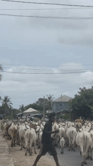Cattle herd moves through Badagry village with herders