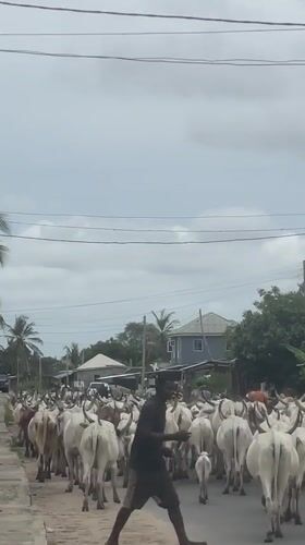 Cattle herd moves through Badagry village with herders