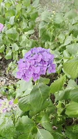 The video is a close-up, handheld shot of a cluster of purple hydrangeas in bloom. The camera pans slightly to the right, revealing more of the plant's lush green leaves and the surrounding foliage. In the background, other hydrangeas can be seen, some in shades of pink and purple, as well as a tree trunk. The ground appears to be covered in dirt and some small stones. The lighting suggests it is daytime, possibly overcast or shaded. There are no people or other animals visible in the video. The overall impression is a peaceful, natural outdoor setting focused on the beauty of the flowers.