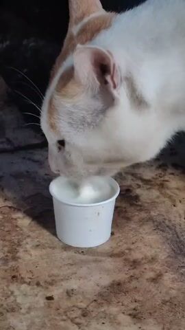 A close-up shot shows a white and orange cat lapping up a white liquid from a small white cup. The cat's tongue is visible as it laps. Another cat's head, mostly orange, is visible behind the white cat, out of focus. The cats are on a textured surface that appears to be stone or concrete.