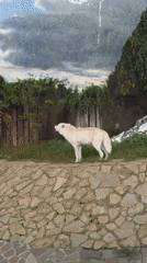 Morning at a wildlife park in Izhevsk, Russia