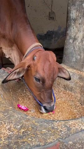 A close-up video shows a brown cow eating from a feeding trough. The cow has a blue rope around its nose and a straw-colored halter around its neck. The trough is filled with dry feed and several pink flower petals. The cow's head is lowered into the trough as it eats. The background is out of focus, but appears to be a wall and some sort of structure.