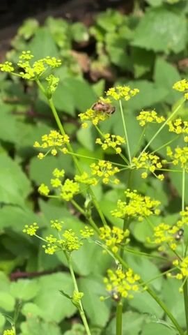 A close-up shot focuses on a cluster of small, yellow flowers, likely umbels, against a blurred background of green leaves. A bee is visible on one of the flower clusters, its body angled slightly upwards. Another insect, possibly another bee or a fly, can be seen further down the stem. The video is short and appears to be a still frame captured from a video, as indicated by the timecode. The lighting suggests it is daytime, and the scene is outdoors.