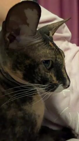 A close-up, profile shot shows the head of a tortoiseshell Cornish Rex cat, looking to the right. The cat's skin is visible, with patches of dark brown and tan markings. It has large, pointed ears, a slender muzzle, and long white whiskers. The cat's eye is partially visible, with a greenish-blue iris. The cat is nestled against a light pink, plush fabric, possibly a blanket or clothing, with another person's arm visible in the upper left corner, holding the cat. The background is blurred and appears to be a wall with a hint of a darker fabric. The lighting is dim.