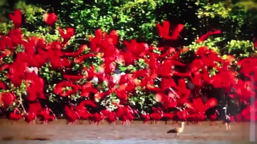This media file appears to be a compilation of short, abstract clips, possibly from a documentary or artistic film. The subjects are diverse and rapidly changing, suggesting a non-linear narrative.

The first clip presents a vibrant, almost chaotic scene of a flock of red birds in flight, set against a backdrop of lush green foliage. Two birds are visible on the ground at the bottom of the frame, adding a sense of grounding to the aerial display. The overall impression is one of natural beauty and dynamic movement.

The second and third clips shift dramatically to a close-up of a person's face, focusing on their eyes and the application of red and gold paint. The lighting is warm and intimate, creating a sense of introspection or artistic expression. The detail of the paint brush and the texture of the skin are prominent.

The fourth clip is a blurry, abstract shot of vibrant green foliage, possibly a continuation of the natural setting from the first clip, or a transition to a new environment. The focus is on light and color, hinting at a sensory experience.

The final clip is highly abstract and out of focus, featuring a bright, blown-out light source and some darker shapes, including what might be patterned fabric. The intense brightness and lack of clear detail make it difficult to ascertain the subject matter with certainty, but it suggests a dramatic or climactic moment.

There is no discernible text within these clips. The rapid succession of these disparate images suggests a montage approach, aiming to evoke a mood or convey a theme through visual association rather than a straightforward narrative. Without further context, it is difficult to pinpoint a specific activity or event, but the overall tone leans towards the artistic and evocative. The lack of specific time of day or weather cues, combined with the abstract nature of some clips, suggests that the location cues of Valladolid, Spain, might be a broader thematic element rather than a directly observable detail within these individual frames.