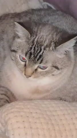 A close-up video shows a gray tabby cat with blue eyes lying on a white textured blanket. The cat looks down, then turns its head slightly to the left. The background is out of focus and appears to be a dark purple or maroon color.