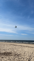 Clear afternoon beach scene observed in Gdańsk with kite flying