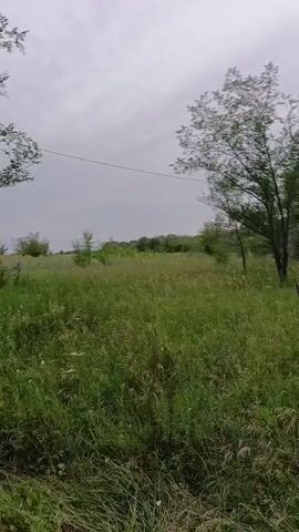 The video shows a slightly overcast outdoor scene with a field of tall green grass and various trees. The camera pans from right to left, revealing a line of trees in the background. The grass is dense and appears to be a mixture of different types of vegetation, with some small white flowers visible throughout. The trees vary in size and shape, with some appearing tall and slender, while others are broader and more mature. The sky is a uniform gray, suggesting cloudy or perhaps rainy weather. There are no people or animals visible in the footage. The overall impression is of a natural, undeveloped landscape.