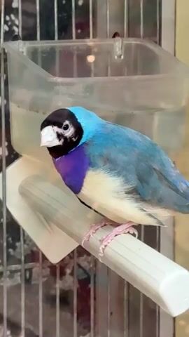 The video shows a Gouldian finch perched on a white plastic bar inside a wire cage. The finch has a black head, white beak, turquoise blue back, purple chest, and white belly. A clear plastic water container is visible behind the finch, attached to the cage.