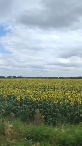 A hand with a ring on the ring finger is held up in front of a vast field of sunflowers under a cloudy sky. The camera pans slightly to the right, revealing more of the sunflower field and the sky.