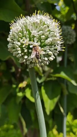 A bee is shown on an onion flower. The bee is positioned in the center of the flower, facing left. The flower is white and spherical, with many small petals and yellow stamens. The flower is on a tall, green stem. The background is blurred green foliage, suggesting an outdoor setting. The video is very short, only five seconds long, and the bee remains stationary throughout.