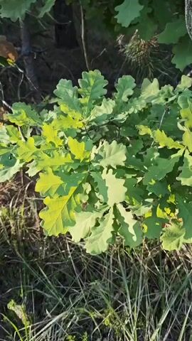 The video shows a cluster of small oak saplings, their leaves a bright green, illuminated by sunlight filtering through the surrounding woods. Some dry grass and forest debris are visible on the ground beneath the saplings. The camera remains still throughout the brief video.