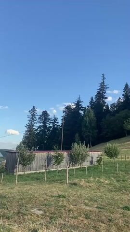 The video shows a grassy hillside dotted with young trees and a wooden fence. A dense forest of evergreen trees stands on the upper part of the hill, against a bright blue sky. The camera pans across the landscape. There are no people visible in the video.