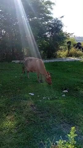 This media file shows a single, light brown cow grazing in a grassy field. The cow is the primary subject, positioned in the center of the frame, facing right and bending its head to eat. The scene is outdoors, with lush green grass covering the ground. In the background, there are trees with dense foliage, and a slight rise in the terrain is visible beyond them. Sunlight streams in from the upper left, creating lens flares and illuminating the scene, suggesting it is daytime, likely late afternoon or early morning due to the angle of the light. There are a few scattered rocks and some white debris, possibly litter, on the grass. The overall atmosphere is peaceful and pastoral, depicting a common rural setting. No people are visible. No text is present in the media. The location context of Tsukwara, Abkhazia, implies a natural, possibly mountainous or hilly environment.