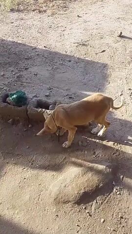 A light brown dog walks around a small, square, concrete structure embedded in dry, dusty ground. The dog repeatedly sniffs the edges and inside of the structure, which contains small rocks or debris. It then looks up and walks away briefly before returning to sniff the structure again.