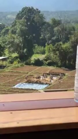 The video shows a group of people working in a terraced rice field. The field is divided into several sections, some of which have been harvested, leaving behind dried stalks and stubble. There is a large blue tarp spread out in the center of the field. The people appear to be gathering and sorting the rice. The field is surrounded by lush green trees. The camera appears to be positioned on a deck or balcony, with a wooden railing visible in the foreground. A bottle of water sits on the railing. In the distance, mountains are visible under a clear sky.