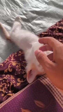 The video shows a close-up of a person's hand gently playing with a small, white and orange kitten. The kitten is lying on its back on a patterned fabric surface, with its paws extended. Its eyes are open and appear to be a light blue or green color. The person's hand is touching and stroking the kitten's chest and paws. The background shows a textured surface that appears to be a mat or blanket, with glimpses of patterned fabric. The overall scene is one of playful interaction and affection between a human and a pet. There is no visible text in the video. The lighting suggests it could be daytime, and the setting appears to be indoors.