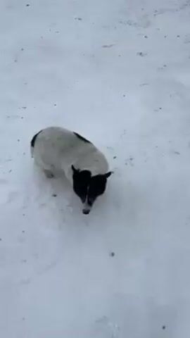 A medium-shot video shows a small dog with black and white fur standing in the snow. At the start of the video, the dog is standing, but then it jumps up on the leg of a person wearing black pants and olive-colored hiking boots. The dog is looking up at the person and wagging its tail, and its tongue is sticking out. The ground is covered in fresh, white snow.
