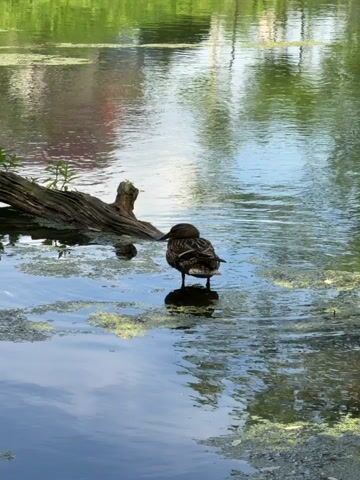 The video displays a duck standing in shallow water, near a partially submerged log. The duck appears to be preening itself, tucking its head under its wing. The water is calm, with reflections of the surrounding greenery and sky visible on the surface. Patches of algae or aquatic plants are scattered throughout the water. The scene is set in a natural, outdoor environment, likely a pond or slow-moving stream. The lighting suggests it is daytime, possibly morning or afternoon. There are no people or visible text in the footage. The overall mood is peaceful and serene, focusing on the natural behavior of the animal.