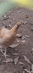 Rural life documented through nature and daily activities in Venezuela