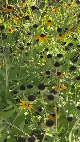 The video shows a close-up, vertical view of a patch of black-eyed susan flowers. The flowers have yellow petals and dark brown or black centers. The stems and leaves are green and appear lush. The camera is handheld and moves slightly, causing the flowers and foliage to sway gently. The lighting suggests it is daytime, possibly sunny. There are no people or animals visible in the frame. The environment appears to be a garden or a natural outdoor setting with dense vegetation.