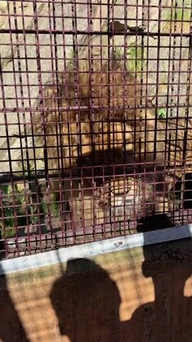 A light brown lion with a full mane is observed resting within a dark, grid-patterned metal cage. At 00:00, the lion emits a loud roar, opening its mouth briefly before settling back into a prone position. The cage features a concrete base, and the shadows of multiple spectators are visible on this surface. Green foliage is present in the background outside the enclosure, under bright sunlight.
