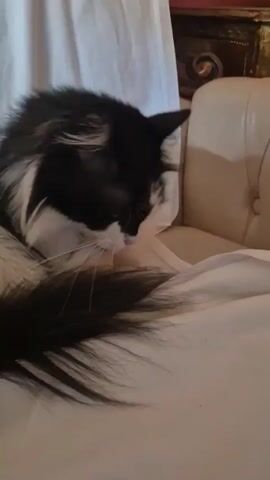 A black and white cat is grooming its paw while resting on a light-colored blanket. The cat's long, fluffy tail is visible in the foreground. The background is out of focus, but appears to show a draped curtain and part of a piece of furniture.
