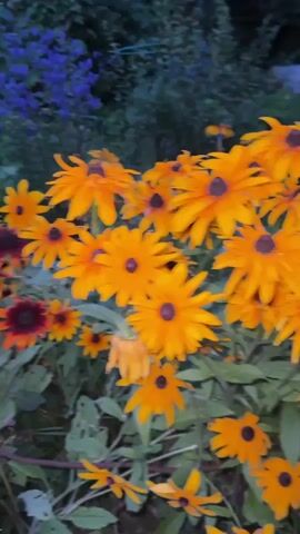 A horizontal video shot at dusk shows a cluster of orange and red coneflower flowers in the foreground, with dark green foliage and some purple flowers in the background. The camera moves slowly from left to right. The lighting is dim, suggesting it is either early morning or late evening. No people or animals are visible.