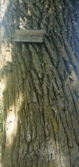 Up close with trees and grass in a Slonim woodland