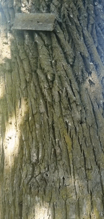 Up close with trees and grass in a Slonim woodland