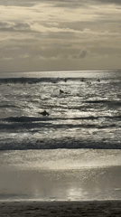 Dog spotted surfing with handler at Indonesian beach