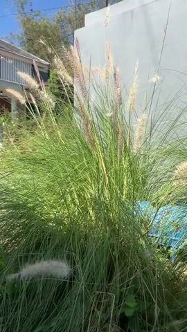 A medium shot captures a clump of ornamental grass with feathery seed heads swaying gently in the breeze. The grass is a vibrant green, with some of the seed heads appearing light brown and pinkish. In the background, a light-colored wall with a slight blue tint is visible. To the left, a portion of a building with white siding and a balcony is partially obscured by the foliage. The sky above is a clear blue. The overall scene is outdoors and appears to be a sunny day.
