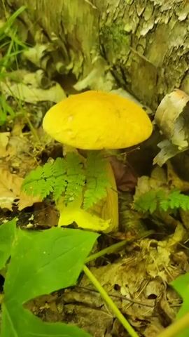 A close-up, eye-level shot focuses on a bright yellow mushroom growing at the base of a tree with rough bark. Small green ferns and large green leaves frame the mushroom. Dry leaves and twigs litter the ground around the mushroom. A hand with fingers extended enters the frame from the left, hovering over the mushroom, then quickly withdraws. The scene is outdoors and appears to be in a forest.