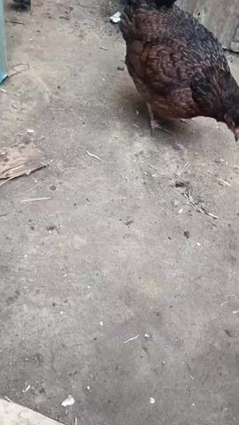 The video shows a mother hen with her chicks in what appears to be a backyard or farmyard. The ground is dirt and there are some scattered pieces of wood. In the background, there is a corrugated metal wall, possibly part of a shed or building. The hen is a dark brown color with lighter brown markings. The chicks are small and dark. The hen is seen pecking at the ground, likely searching for food, and the chicks are following her closely. The overall atmosphere is one of domestic farm life. There is no visible text in the video. The time of day is unclear, but the lighting suggests it could be daytime. There are no strong indicators of weather conditions.